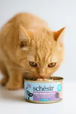 Schesir Gourmet Wet Food for Cats، طعام شيسير طبيعي للقطط