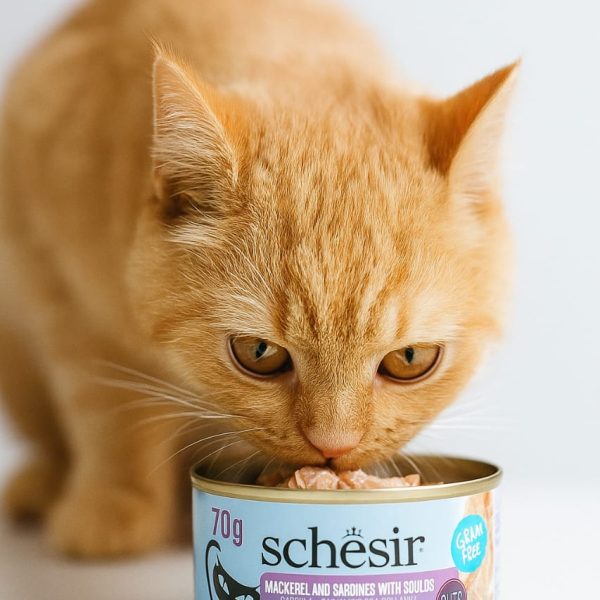 Schesir Gourmet Wet Food for Cats، طعام شيسير طبيعي للقطط