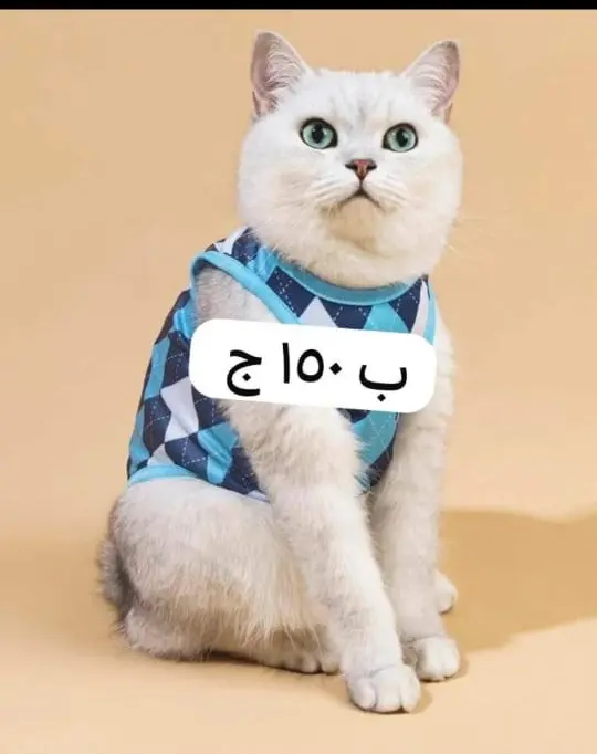 🐾✨ عروض خاصة لمحبين الحيوانات الأليفة ✨🐾لبّس حيوانك الأليف أجمل استايل بأسعار تحفـــة 🐶🐱💖🛍️ تشكيلة ملابس أنيقة – دفا وشيك في نفس الوقت🔥 خصومات محدودة لفترة قصيرة – الحق العرض قبل ما يخلص! 7 WhatsApp Image 2025 08 31 at 14.39.54 3398a257 1