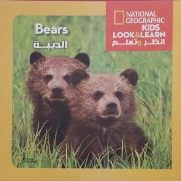 الدببة Bears