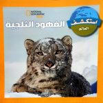 الفهود الثلجية
